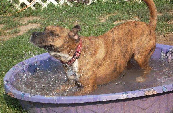 Ruby Playing in Wading Pool