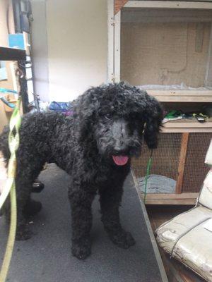 Jack 12 wk old Standard Poodle after his 1st groom. His owner liked the unkempt look. So this is him finished