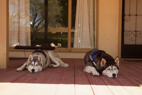 Max and Sophie love to hanging out under the shade in the afternoon. All dogs will always be safely supervised under a certified trainer.