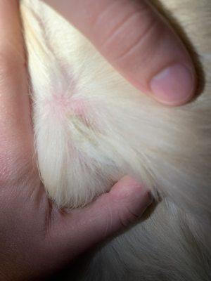 Matted fur over a quarter sized wound