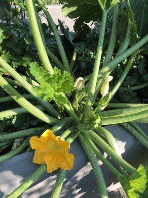 Beautiful blossoming squash plant at Commons Garden.