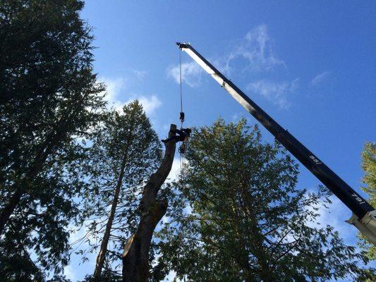 Crane removal of large Maple tree. The roots were damaged during an excavation process.