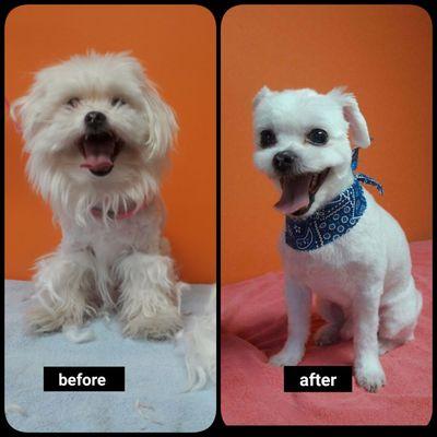 This pup looks ADORABLE after his grooming! Schedule your pets grooming today! Take 50% of your pet's first grooming. One pet per household.