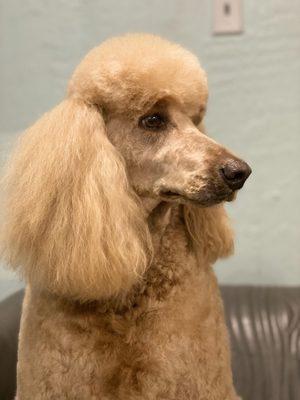 Susan Porter, NDGAA Certified Pet Groomer