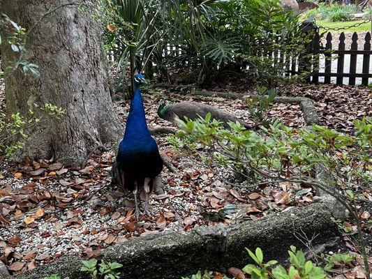 Peacocks