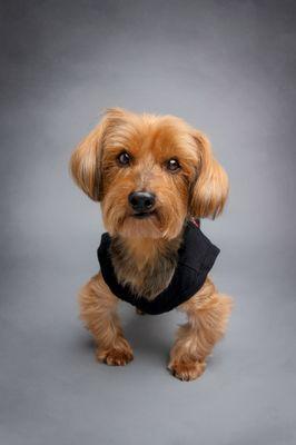 Orange County Pet Photographer