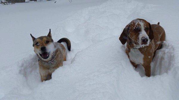 The Dogmothers dogs...Matzi & Copper