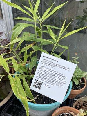 Prison garden exhibit