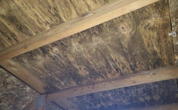 Mold growth can affect your health; attic growth can make a sensitive person feel breathing is difficult