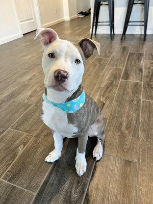 Basic bath package with cute bandana