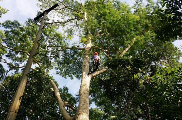 Tree Service in Burlington, NJ