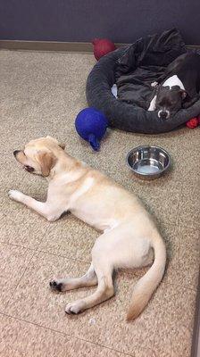 Huxley and Archie resting after playtime