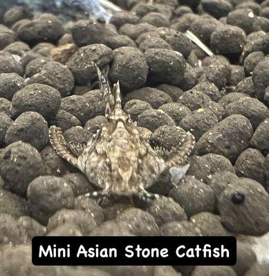 Stone catfish