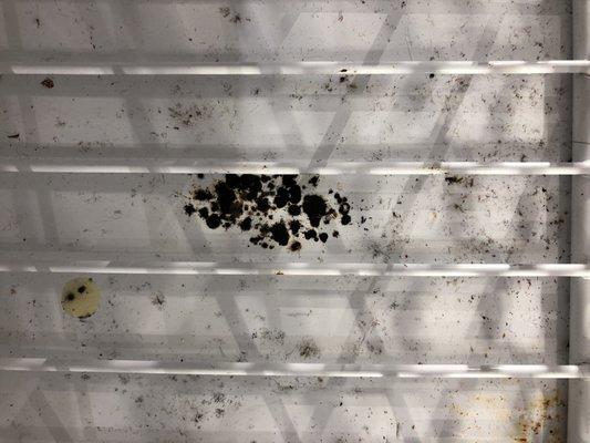 Black mold?