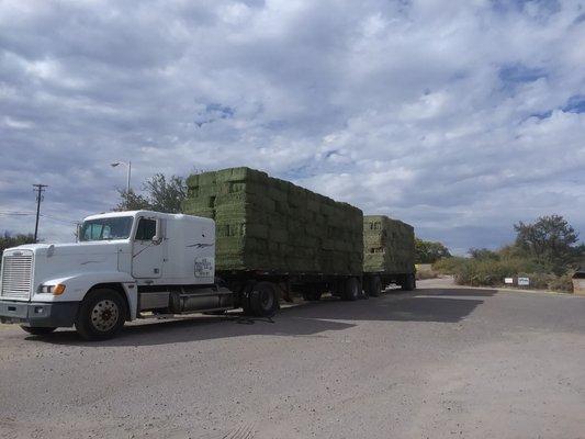 Fresh hay