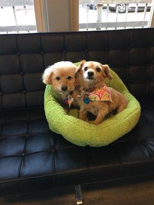 Look at these two cuties cuddled up in this cozy bed!