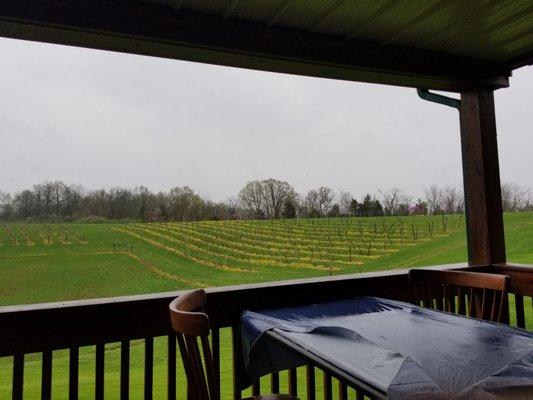 View of the vineyard.