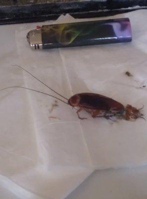 The roach I found...