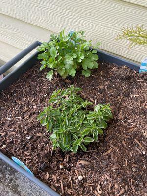 Oregano and Cilantro from Garlands.