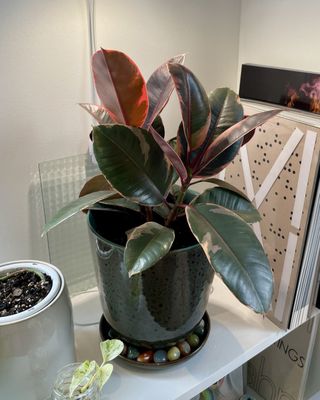 My new planter  I added rocks to the tray