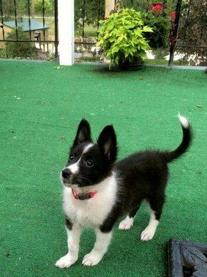 Khaos the crazy puppy, Shetland Sheepdogs one & all... & all cared for by Lakes Animal Clinic.