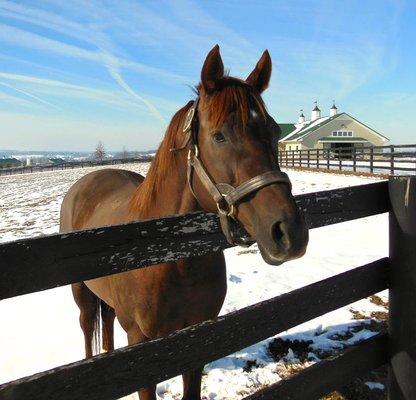 Chapman's SmartyJones. KentuckyDerby and Preakness winner in 2004. He came in 2nd in the Belmont Stakes missing the Triple Crown.