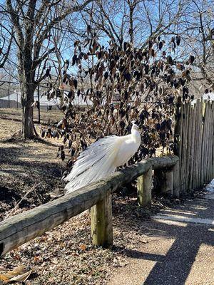 Peacocks are just chillen all over the zoo