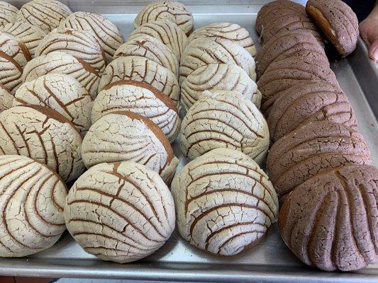 Mexican Sweet bread- Conchas!