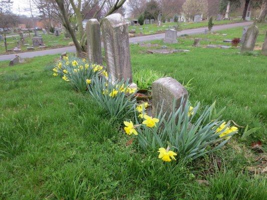 Daffodils in cemetery