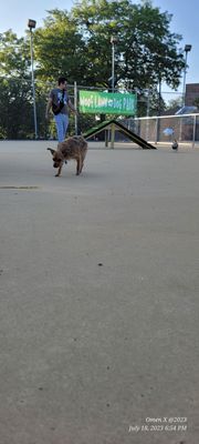 This is Mr Cooper enjoying our neighborhood  dog park