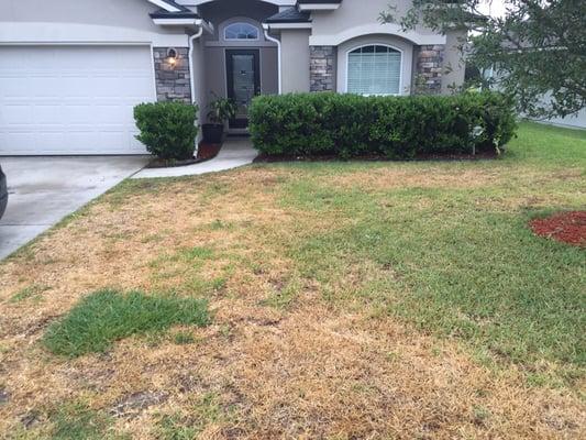 Front yard almost completely dead