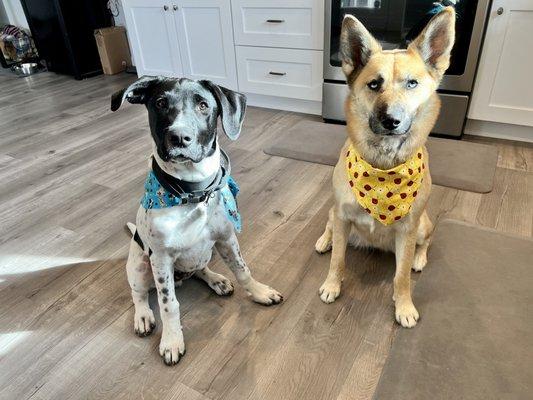 2 big crazies after being perfectly groomed!