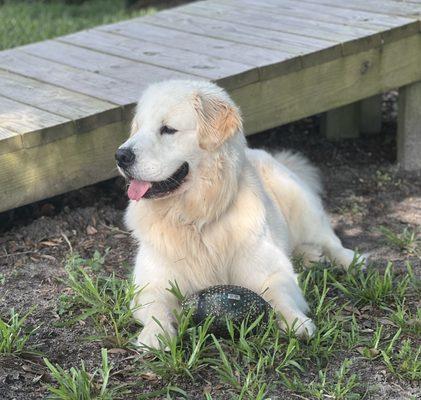 Rigby, our two year old Golden torn his CCL (Cranial Cruciate Ligament) and had to have it repaired.  Thank you, Dr. W. Cook.