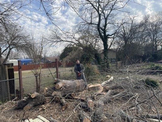 Hazardous tree removal