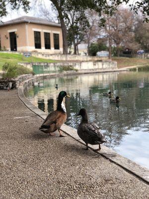 Duck party