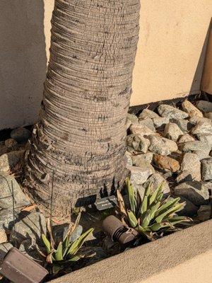 Guadalupe Palm in the sculpture garden