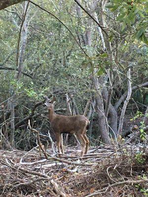 A deer stopped by.