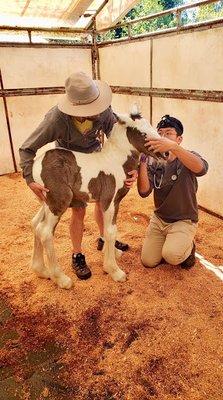 Dr Edward with a foal.