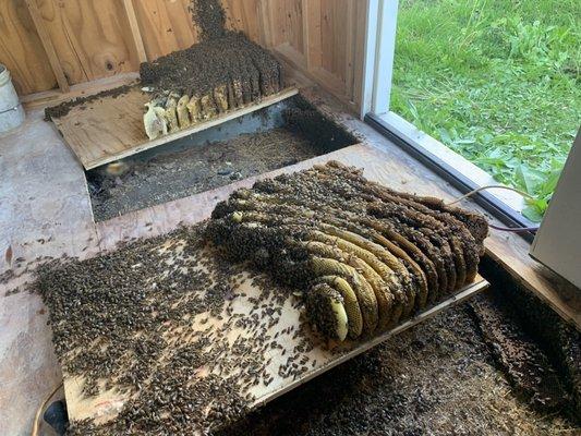 Humane Bee Relocation from underneath a shed floor in Cerritos, Ca #SaveTheBees #BeeRelocation Pollinators