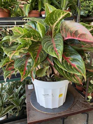 Variegated Chinese Evergreen, Aglaonema 'Garnet Coltrane'