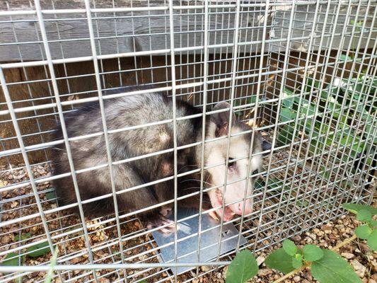 Pest control humane critter removal Opossum Jollyville Austin