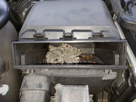 Mouse nest in engine filter housing