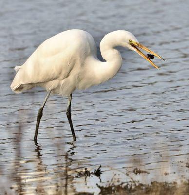 Egret catches a fish.