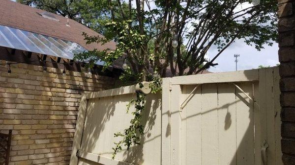 Cut branches left hanging on wire and fence