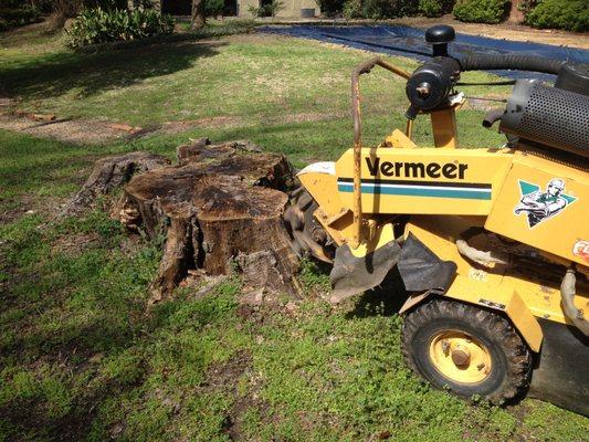 A1 Stump Grinder Service