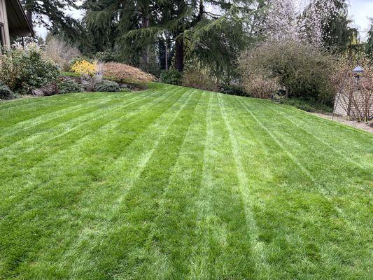 Lawn freshly cut!