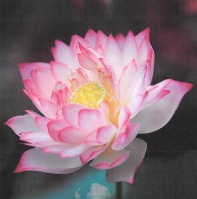 Lotus blossom