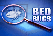 do you have bed-bugs, call us today! and let our experts get rid of them for you at a fair price.