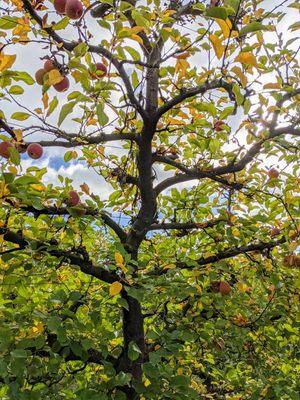 Fuji apple picking in October