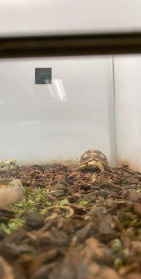 Sulcata tortoise